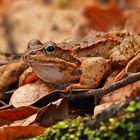 Bin wieder hier - erstmal ein Grasfrosch!