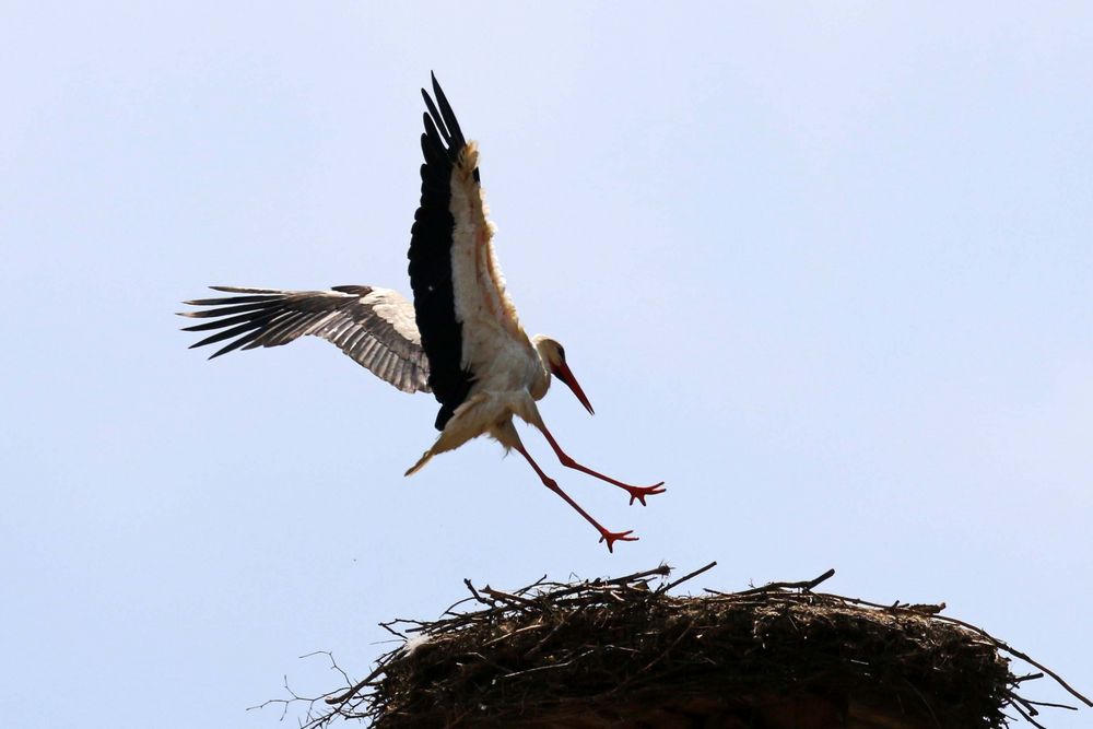 Bin Wieder Zu Hause Angekommen Foto Bild Natur Tiere Vogel