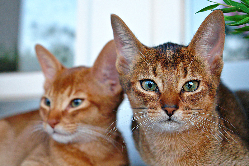 Binah ( Front ) und Belay "Abessinier-Katzen"