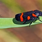 Binden-Blutzikade (Cercopis sanguinolenta) -  Le petit aimerait être aussi beau que le grand!