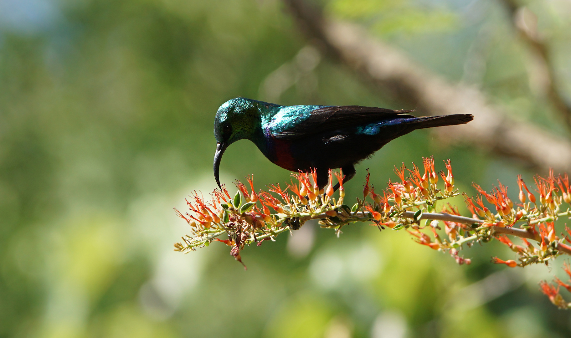 Binden Nektarvogel (Cinnyris mariquensis)