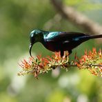 Binden Nektarvogel (Cinnyris mariquensis)