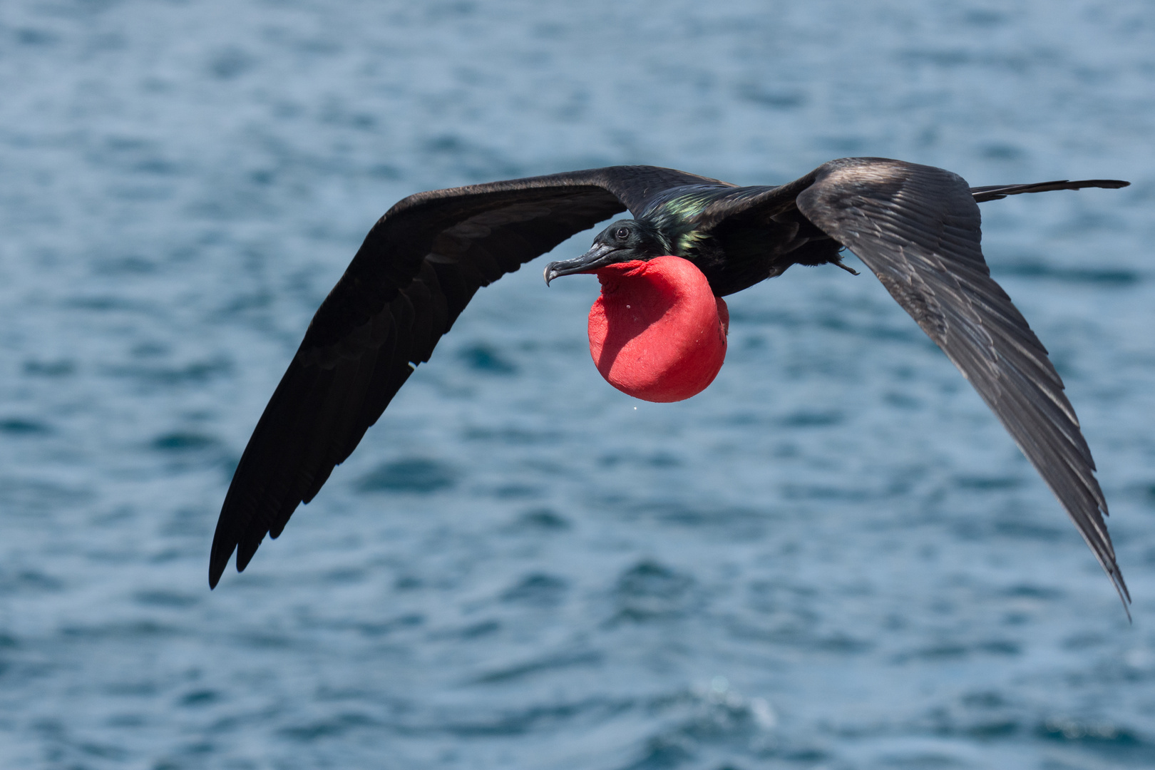 Bindenfregattvogel (Fregata minor), Männchen im Flug, Seymour Norte, Galápagos