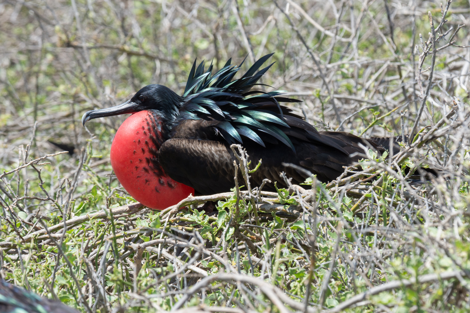 Bindenfregattvogel (Fregata minor), Männchen, Seymour Norte, Galápagos