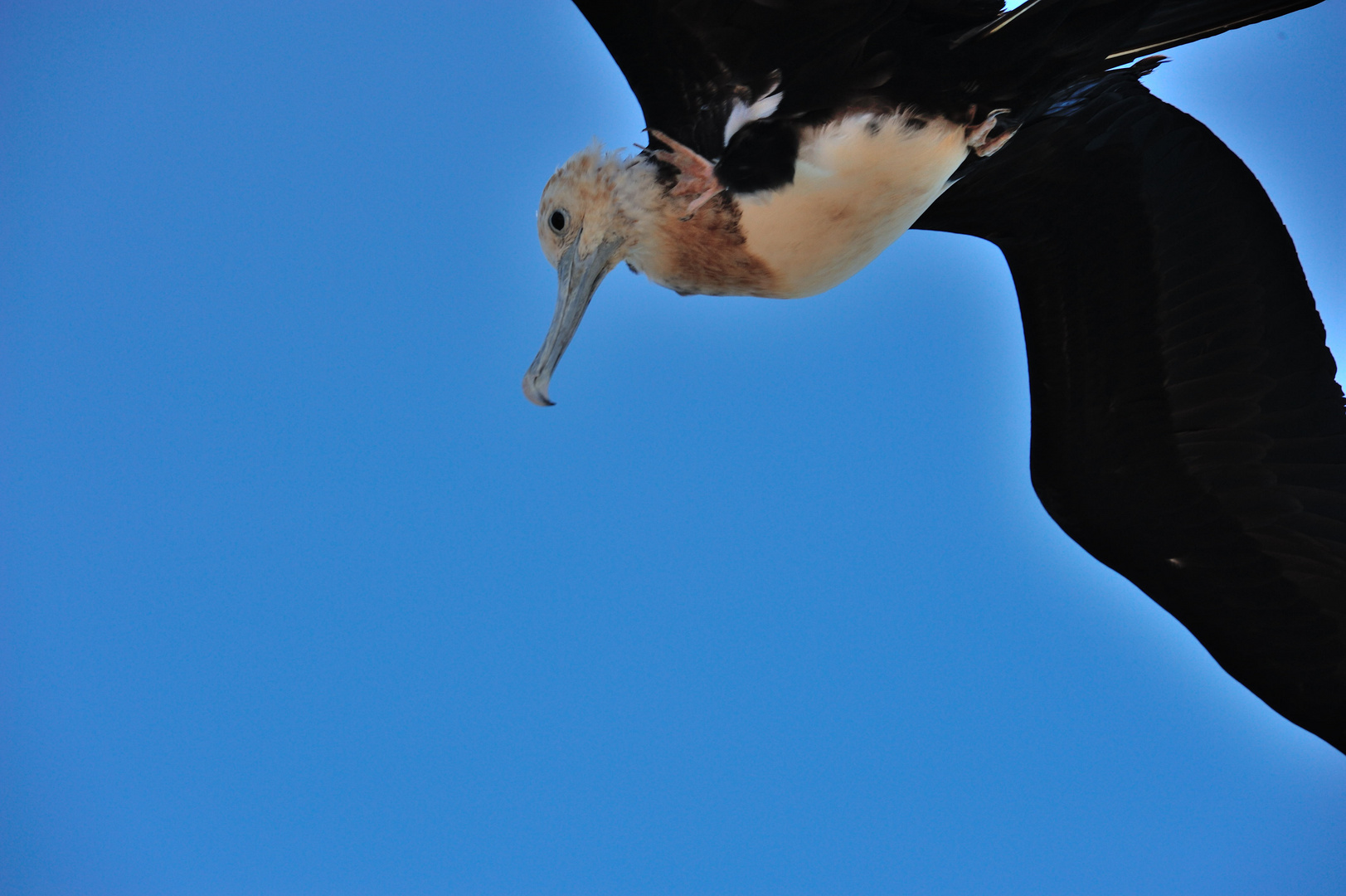 Bindenfregattvogel im Flug