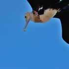 Bindenfregattvogel im Flug