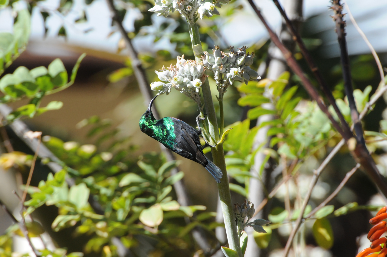 Bindennektarvogel, Namibia