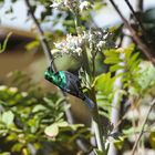 Bindennektarvogel, Namibia