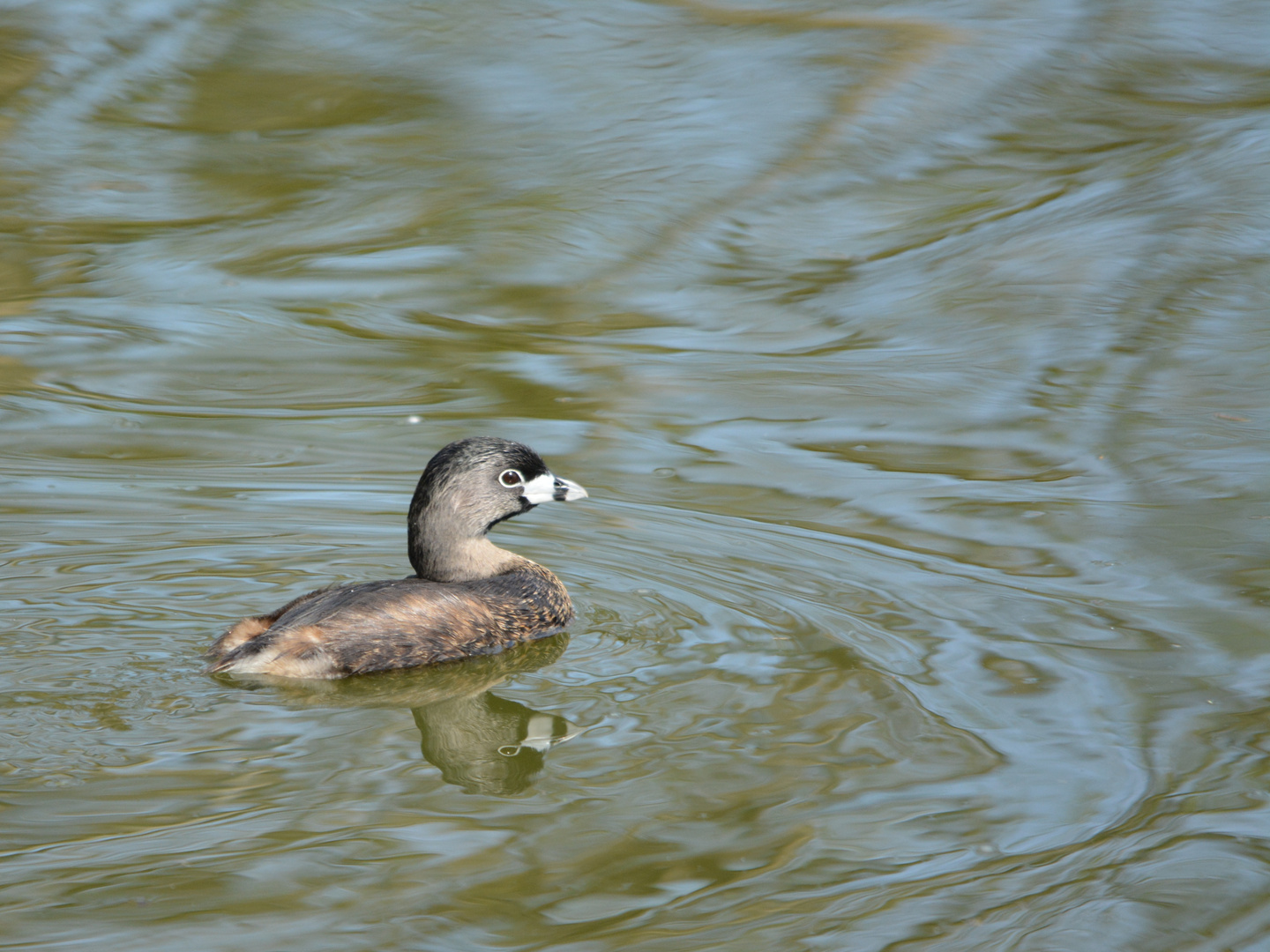 Bindentaucher - Pie billed Grebe