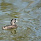 Bindentaucher - Pie billed Grebe