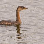 Bindentaucher - Pied-billed Grebe (Podilymbus podiceps)