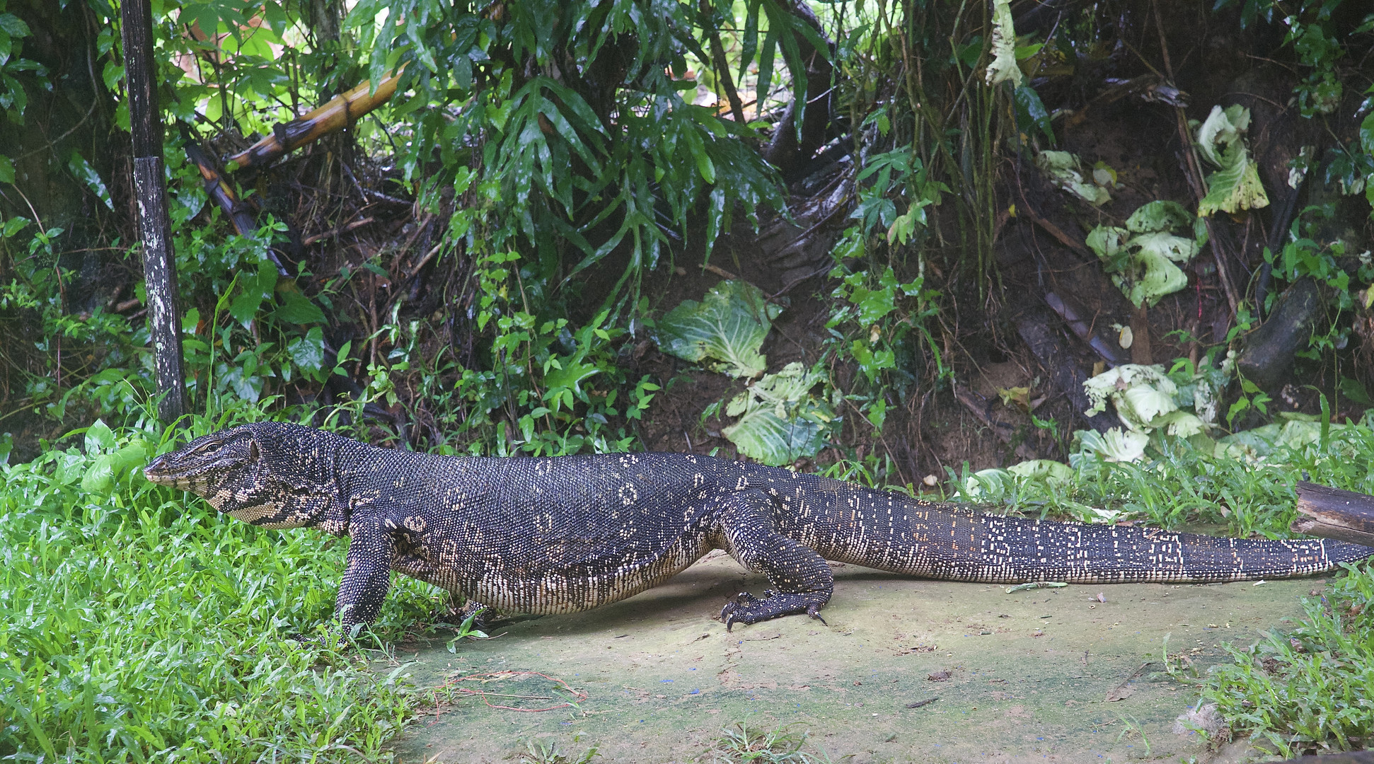 Bindenvaran aus Sri Lanka