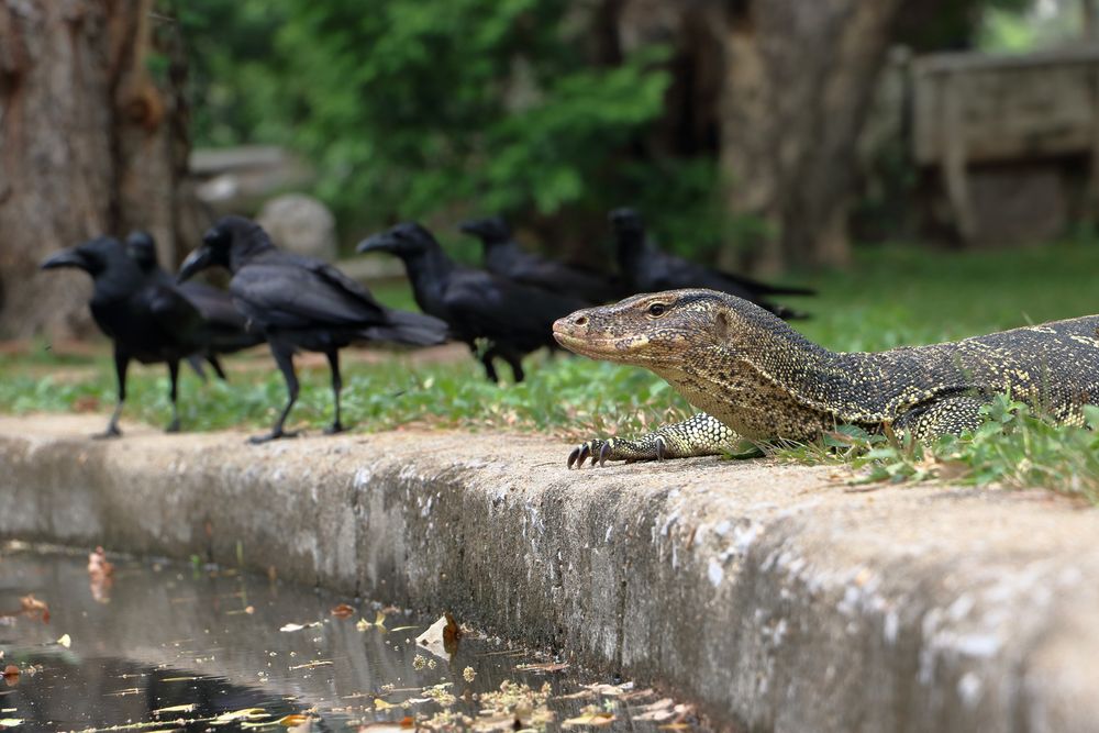 Bindenwaran Foto & Bild world, asien, natur Bilder auf