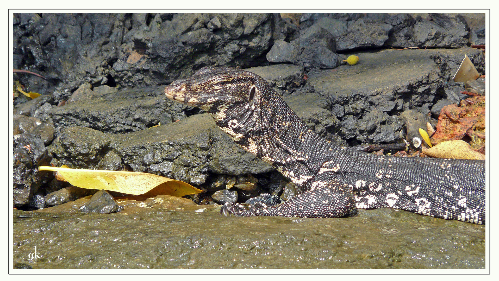 Bindenwaran (Varanus salvator) auf Sri Lanka