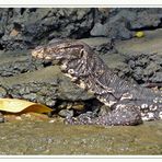 Bindenwaran (Varanus salvator) auf Sri Lanka