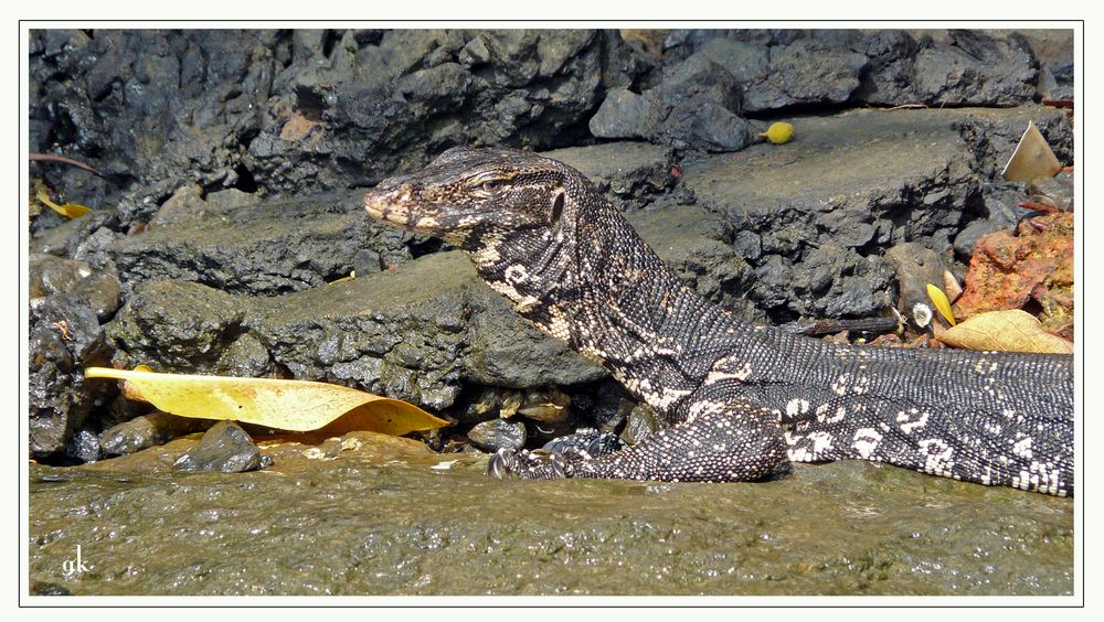 Bindenwaran (Varanus salvator) auf Sri Lanka