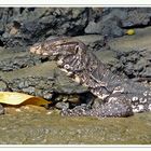 Bindenwaran (Varanus salvator) auf Sri Lanka