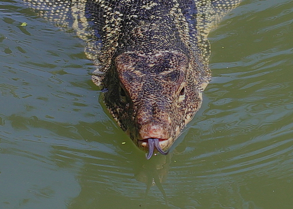 Bindenwaran (Varanus salvator)