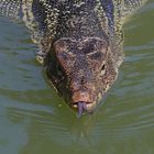 Bindenwaran (Varanus salvator)