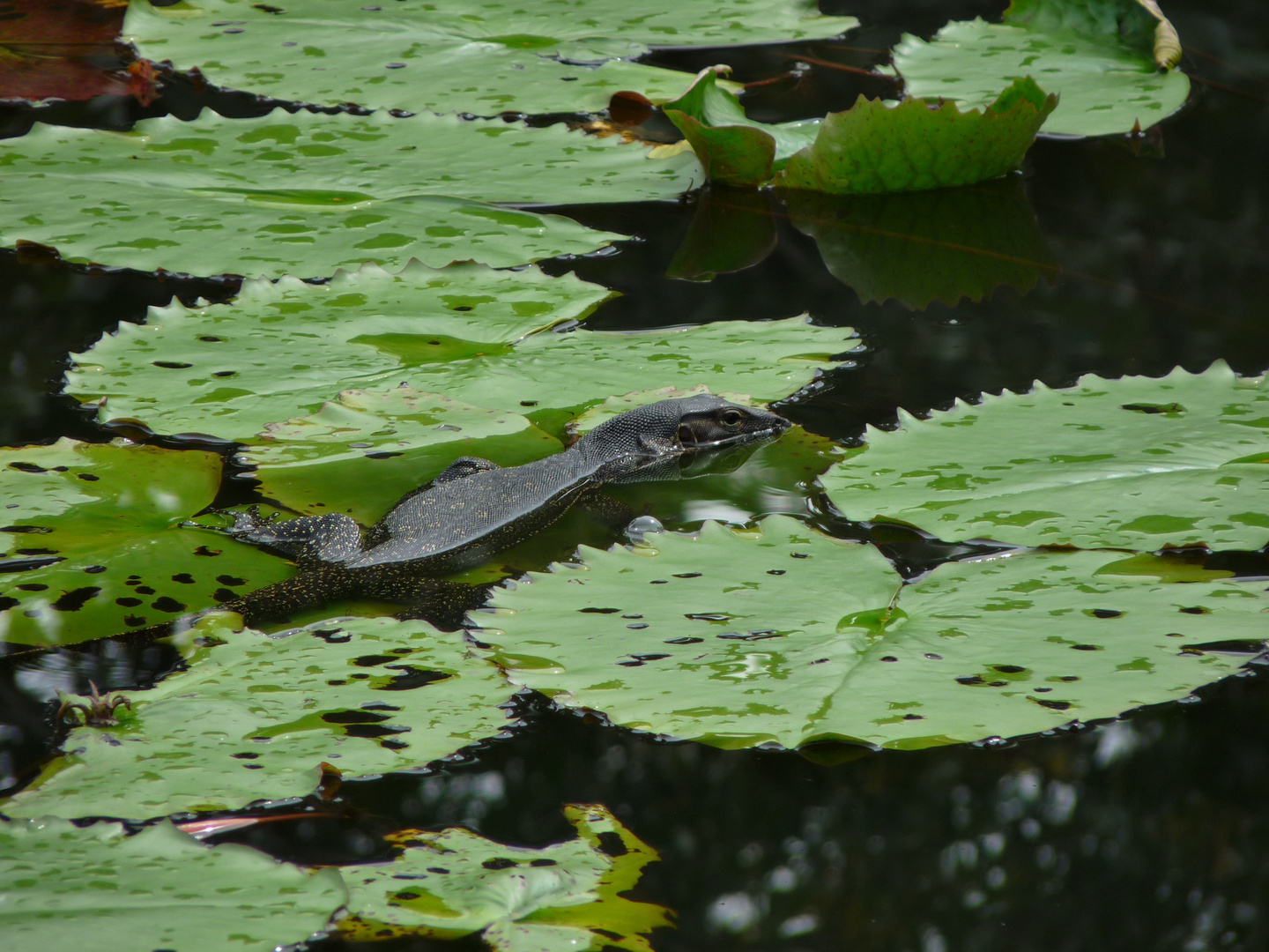 Bindenwaran ( Varanus salvator )