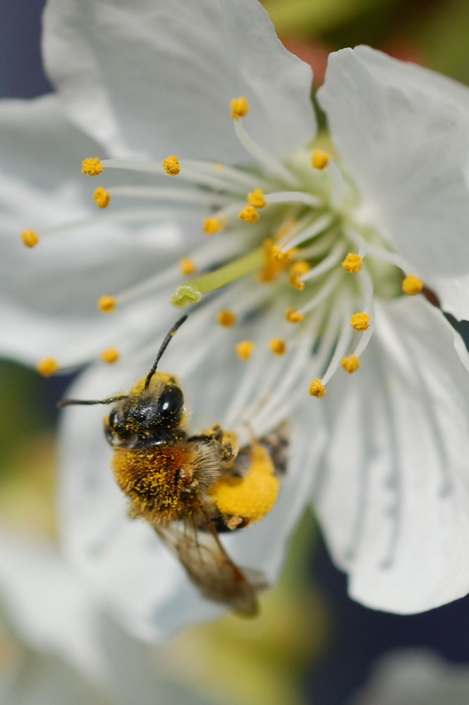 Bine an Kirschblüte