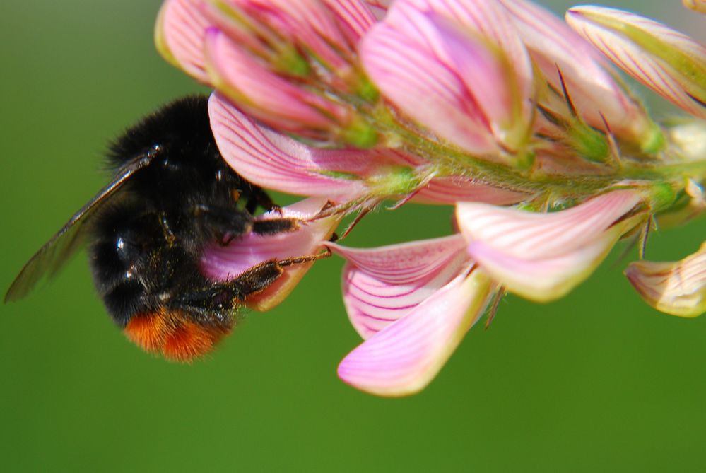 Bine auf Blume