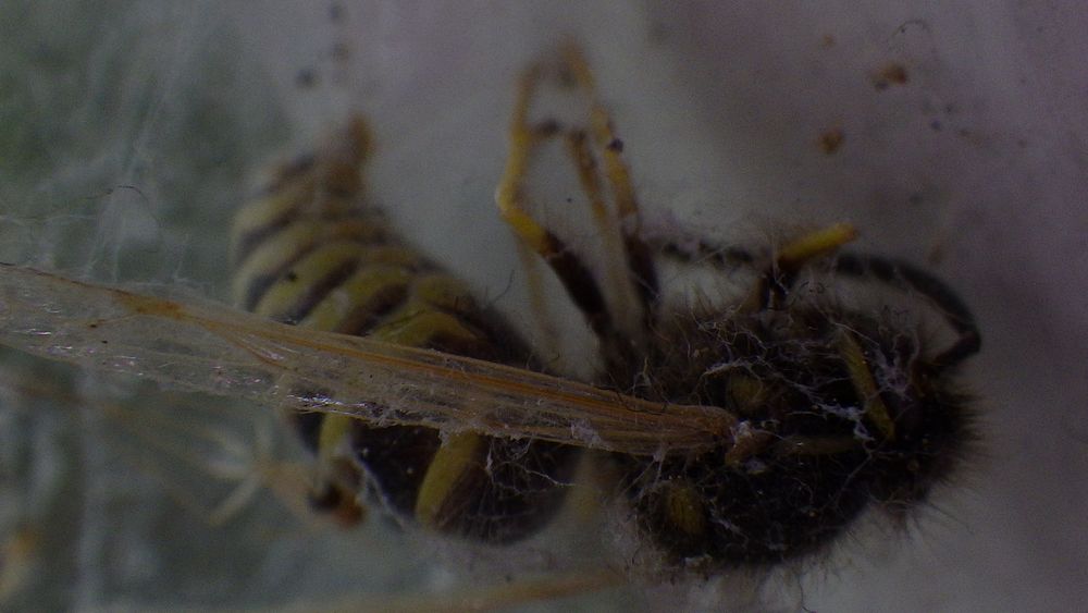 Bine Wesbe im Spinnennetz