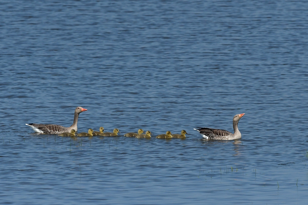 Bingenheimer Ried: Die Graugans – Flotte