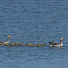 Bingenheimer Ried: Die Graugans – Flotte