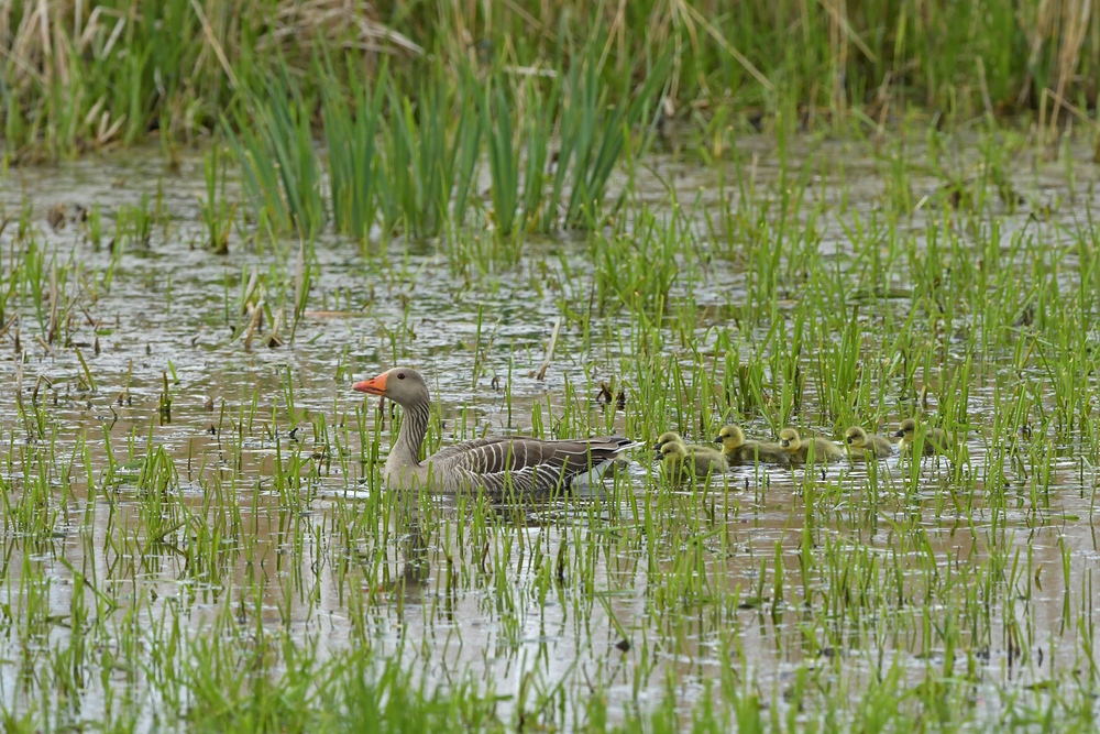 Bingenheimer Ried: Graugans – Ausflug durch die Wiese 01