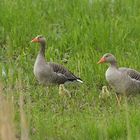 Bingenheimer Ried: Graugans – Ausflug durch die Wiese 02