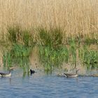 Bingenheimer Ried: Graugans – Familien und Bläßhuhn