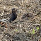 Bingenheimer Ried: Kampfläufer 08