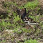 Bingenheimer Ried: Kampfläufer – Ein eleganter Vogel