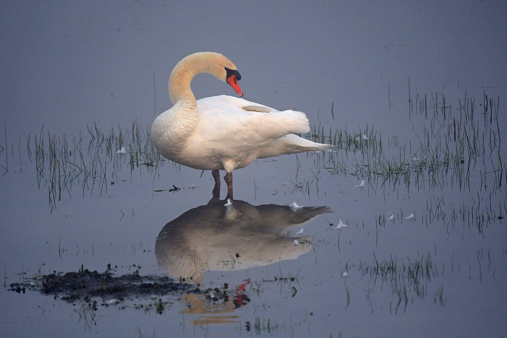 Bingenheimer Ried: Nebelschwan – Leuchten