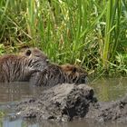 Bingenheimer Ried: Nutria – Kinder