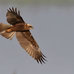 Bingenheimer Ried: Rohrweihern - Vorbeiflug