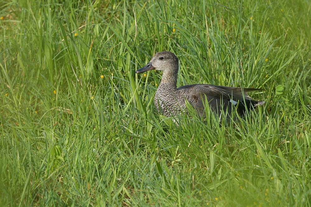 Bingenheimer Ried: Schnatterentenerpel – Wiesendurchquerung