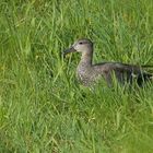 Bingenheimer Ried: Schnatterentenerpel – Wiesendurchquerung