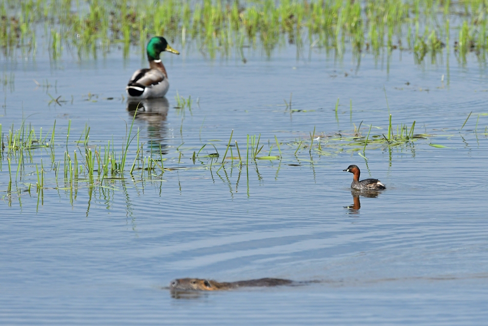 Bingenheimer Ried: Stockente, Zwergtaucher und Nutria