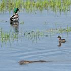 Bingenheimer Ried: Stockente, Zwergtaucher und Nutria