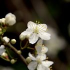 Binger Frühlingsblüte