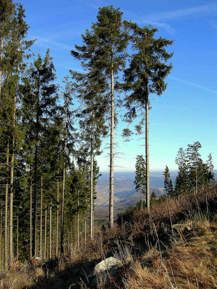 Bingerwald.