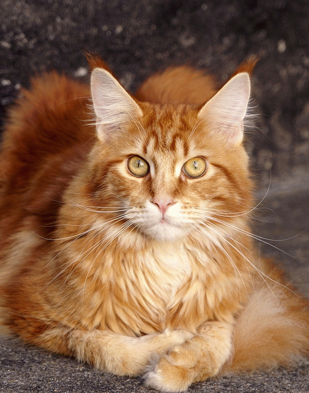 Bingo der Maine Coon