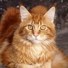 Bingo der Maine Coon