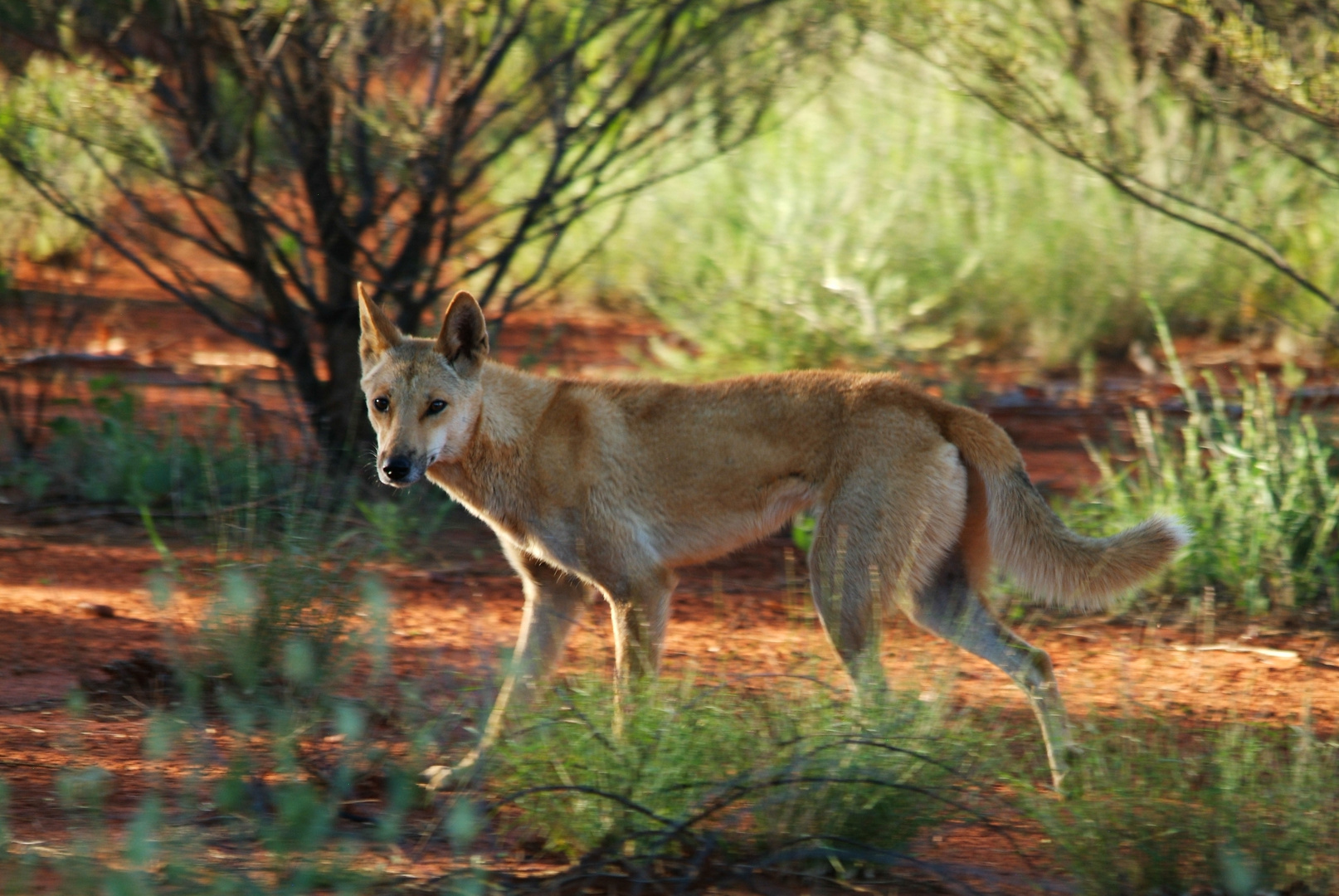 BINGO DINGO