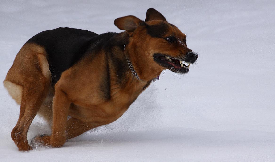 Bingo im Schnee