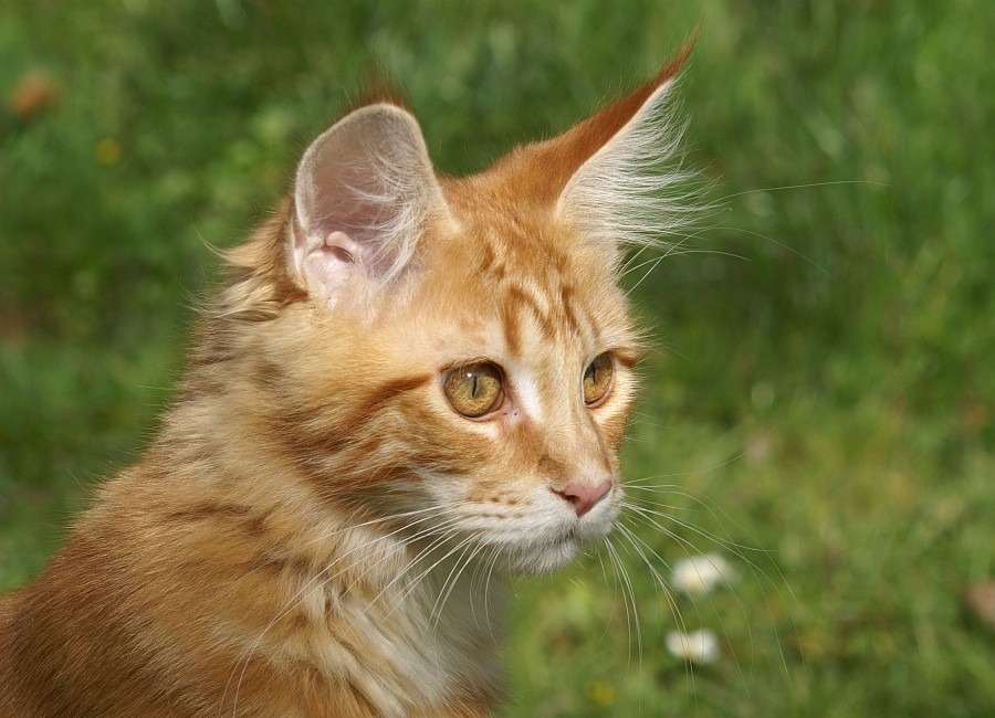 Bingo mein Maine Coon 1