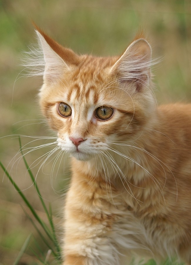 Bingo mein Maine Coon