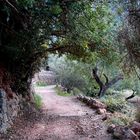 Biniaraix / NW-Mallorca - ein geruhsamer Spaziergang....